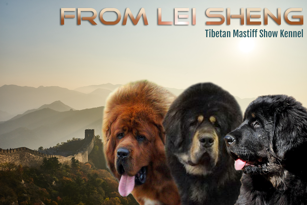 Verwonderlijk Tibetaanse Mastiff, Tibetan Mastiff, Do-Khyi, Do Khyi, Dho Kyi MI-66